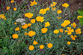 Kalifornischer Mohn (Eschscholzia Californica) im Beet blühend