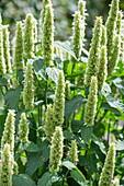 Scented nettle (Agastache) flowering in the bed