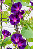 Prunkwinde 'Schwarze Witwe' (Ipomoea purpurea), Portrait