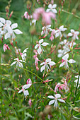 Gaura lindheimeri in a flower meadow