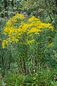 Canadian goldenrod (Solidago), yellow flowers in the garden