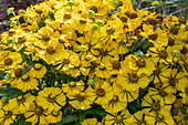 Blühende Sonnenbraut (Helenium), Portrait