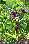 Red angelica (Angelica gigas), portrait