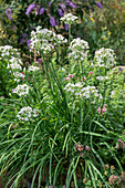 Cut garlic (Allium tuberosum), flowering in the bed