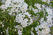 Summer jasmine (Solanum jasminoides), flowering branches