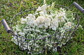 Cut yarrow (Achillea) in a basket