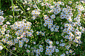 Myrtle aster 'Pink Cloud' (Aster ericoides), white flowers in the garden bed