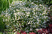 Myrtle aster 'Pink Cloud' (Aster ericoides), white flowering in the garden