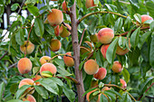 Ripe peaches on the tree