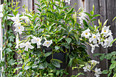 White dipladenia (Mandevilla sanderi) hanging in hanging basket