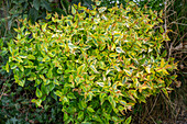 Abelia 'Kaleidoscope' (Abelia) in the garden bed