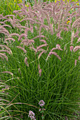 Lamplighter grass (Pennisetum alopecuroides) in the garden