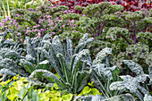 Palm kale 'Black Magic', kale 'Redbor' in the bed