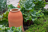 Terracotta pot, rhubarb pot for bleaching in the garden