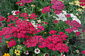 Red-flowering yarrow (Achillea) 'Red Velvet' in the garden bed