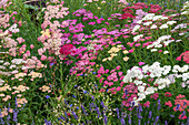 Colourful yarrow (Achillea), pink flowers in the meadow