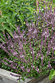 Afrikanisches Strauchbasilikum 'Magic Blue' (Ocimum Basilicum) blühend im Hochbeet