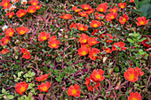 Portulaca (Portulaca grandiflora) flowering in the garden