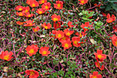 Portulaca (Portulaca grandiflora) flowering in the garden