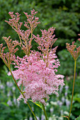 Red meadowsweet (Filipendula rubra) 'Venusta' in the garden