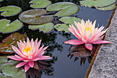 Flowering water lilies (Nymphaea) blooming in the pond, flower portrait