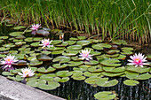 Blühende Seerosen (Nymphaea) blühend im Teich