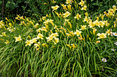 Yellow daylily (Hemerocallis) 'Moonligt Ruffle' in the border