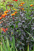 'Bleeding Hearts' (Heliopsis) in the border