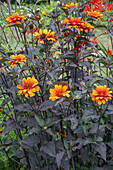 'Bleeding Hearts' (Heliopsis), orange flowering in the border