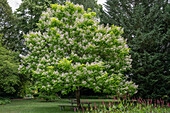 Gold trumpet tree 'Aurea' (Catalpa bignonioides) white flowering in the garden