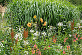 Gelbe Dahlien (Dahlia), Spinnenblume (Cleome spinosa), Löwenmäulchen (Antirrhinum), Borretsch, Ziertabak, Chinaschilf und Prachtspiere im Blumenbeet