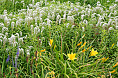 Snow field grass (Lysimachia clethroides) and daylily (Hemerocallis) in the flower bed