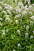 Snow-milfoil (Lysimachia clethroides) in the garden bed