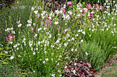 Mountain mint (Calamintha nepeta), spider flower (Cleome spinosa), marigold (Gaura), purple bellflower (Heuchera) in the garden bed