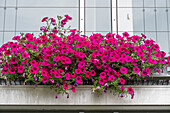 Pink blühende Petunien (Petunia) in Blumenkasten an Hauswand hängend