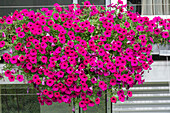 Pink blühende Petunie (Petunia) in Blumenkasten an Hauswand hängend