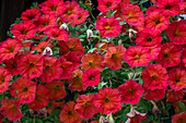 Red petunia Petchoa BeautiCal™ 'Red Marple' (Petchoa interspecific) in planter