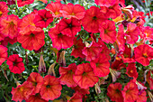 Red petunia (Petunia) in the garden, portrait