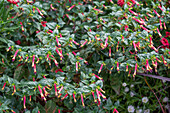 Hummingbird's Lunch (Cuphea) in the border