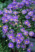 Blaues Gänseblümchen 'Brasco™ Violet' (Brachyscome angustifolia), lila blühend im Topf, Portrait