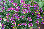 Elf mirror 'Mulberry' (Nemesia fruticans) in a pot on the terrace