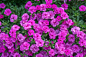 'MiniFamous Uno Double PinkMania' (Calibrachoa) in the bed