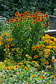 Ladys mantle, Sneezeweed;Sahins Early Flowerer, Abelia, Sun eye