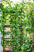 Rankgerüst mit wildem Wein im sommerlichen Garten