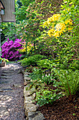 Blühender Rhododendron und Farne säumen Gartenweg