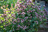 Flowering oregano (Oroganum vulgare) in a pot on the patio