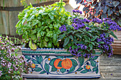 Basil (Ocimum basilicum) and vanilla flower (Heliotropium arborescens) in a ceramic bowl on the patio