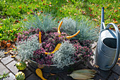 Blumenschale mit Fetthenne (Sedum), Blau-Schwingel 'Azurit' (Festuca cinerea), Silberkörbchen (Calocephalus brownii) oder Stacheldraht-Pflanze und Zierkürbis