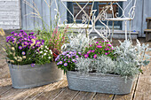 Barbed wire, aster, silverleaf 'Winter Whisper', lamp-cleaner grass, purple bellflower, Chinese reed, Bertram's sheaf 'Diadem'