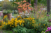 Herbstchrysantheme 'Bienchen' (Chrysanthemum indicum), Weißer Natternwurz, Patagonisches Eisenkraut, Farnwedel-Essigbaum 'Dissecta'